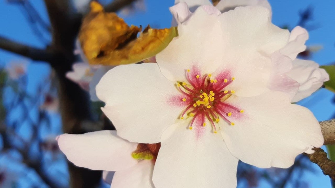 Mandelblüte Mallorca Cala Ratjada